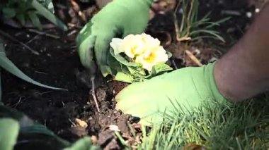 Bahçıvan elleri, bahar zamanı bahçeye, toprağa, bahçeye çuha çiçeği ekiyor.