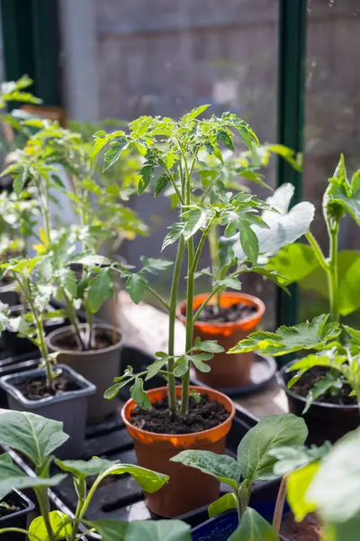 Tencerede yetişen domates tohumları. Yeşil evde filizlenen bebek bitkileri.