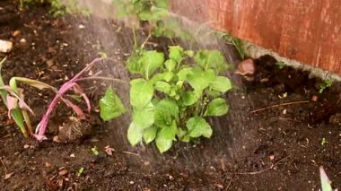 Bahçedeki genç ortancaları sulamak.