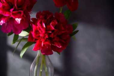 Vazoda kırmızı şakayık çiçeği. Çiçekli şakayık çiçeği, koyu arkaplan