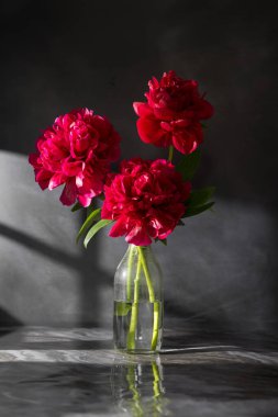 Vazoda kırmızı şakayık çiçeği. Çiçekli şakayık çiçeği, koyu arkaplan