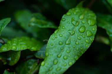 Yağmurdan sonra yeşil yapraklar, koyu yeşil arkaplan.