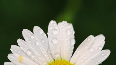 Yağmur damlalı beyaz papatya çiçeği, makro çiçekli arka plan.