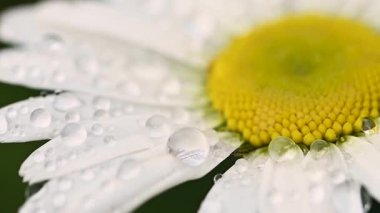 Yağmur damlalı beyaz papatya çiçeği, makro çiçekli arka plan.