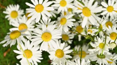 Papatya çiçekleri rüzgara karşı kapanıyor. Bitkisel çiçek, tıbbi ve kozmetik amaçlar