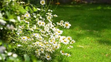 Papatya çiçekleri rüzgara karşı kapanıyor. Bitkisel çiçek, tıbbi ve kozmetik amaçlar