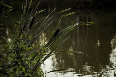 Reed otu. Kedikuyruğu ve sazlık çalısı gölde