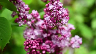 Leylak çiçekleri mor leylak çiçekleri, Paskalya, bahar zamanı.