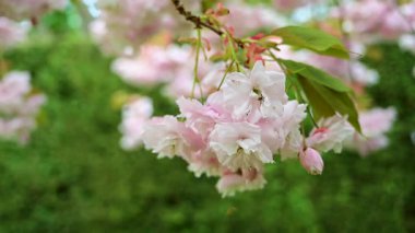 Çifte çiçekli kiraz çiçekleri yaezakura, Japon kiraz ağaçları bahar zamanı çiçek açıyor.
