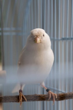 Kafesteki beyaz kanaryalar, evcil kuş konsepti..