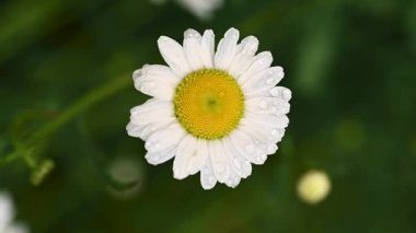 Yağmur damlalı beyaz papatya çiçeği, makro çiçekli arka plan.