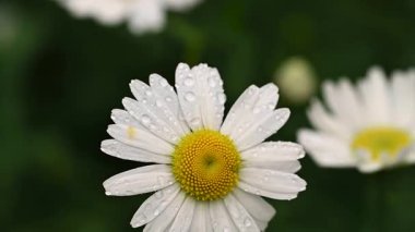 Yağmur damlalı beyaz papatya çiçeği, makro çiçekli arka plan.