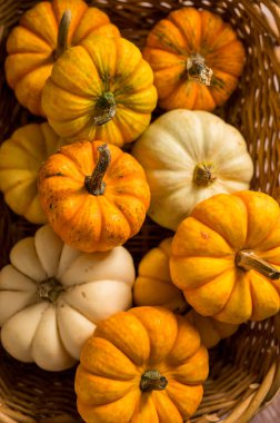 Sonbahar balkabağı arka planı. Bir sepette turuncu ve beyaz mini kabaklar, kırsal tarzda.