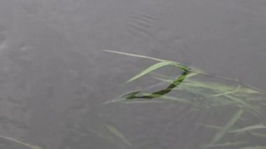 Göldeki Yeşil sualtı bitkilerinin doğal arka planı.