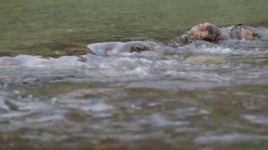 Nehirdeki su akışının doğal arka planı taşların arasından akıyor..