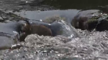 Nehirdeki su akışının doğal arka planı taşların arasından akıyor..