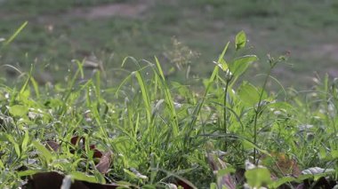 Yeşil yaprakların doğal arkaplanı Nehir yakınlarındaki rüzgarda sallanıyor ve dalgalanıyor.