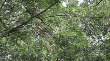 Yeşil yaprakların doğal arka planı rüzgarda sallanıyor ve çırpınıyor..