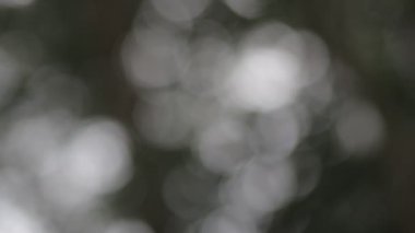 Soyut bulanık yeşil yaprakların doğal arkaplanı. Güneş ışığı mevsimlik yağmurda batıyor..