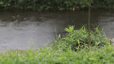 Nehirde yağmur damlası olan yeşil çimenlerin doğal arka planı.