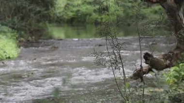 Yeşil yaprakların doğal arkaplanı, nehrin yakınında esen ağaçlar..