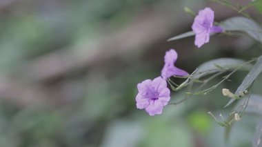 Pembe çiçeğin doğal arka planı taze nehrin yakınındaki bahçede..