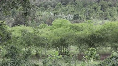 Yeşil yaprakların doğal arka planı rüzgarda sallanıyor ve çırpınıyor..