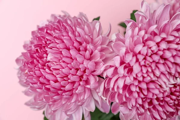 Светло Розовый Фон Цветков Chrysanthemum — стоковое фото