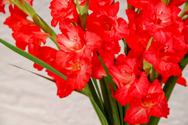 Kırmızı Gladioli çiçek buketi. Çiçek duvar kağıdı, Gladioli tebrik kartı.