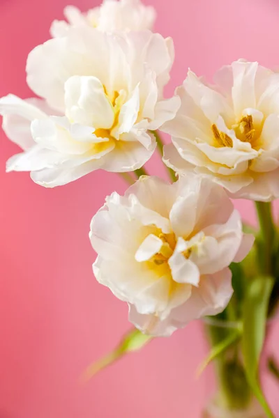 White tulip bouquet on pink background. Romantic wallpaper
