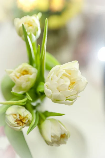 White tulips through the light prism. Romantic postcard