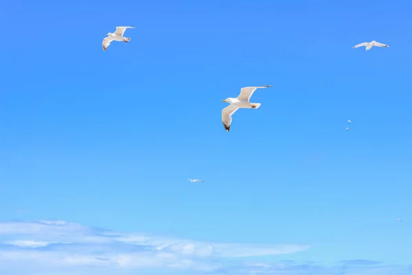 Concept of peace and freedom with seagull in blue sky