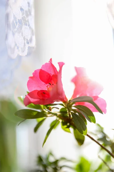 Pencere pervazında güneş ışığı olan canlı Azaleas çiçekleri. Pencere bahçıvanlığı kavramı