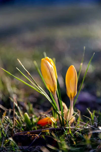 Gul Crocus Saffran Blommar Tidigt Våren Solens Strålar Blommig Tapet — Stockfoto