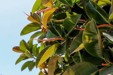 Güneşli bir yaz gününde Asyalı hurma yaprakları