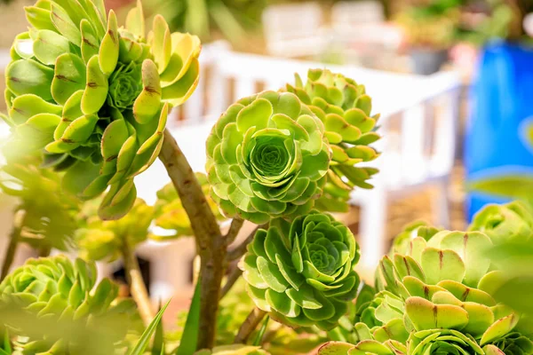 Güneşli bir yaz gününde Echeveria 'nın çiçek saksısı açık havada