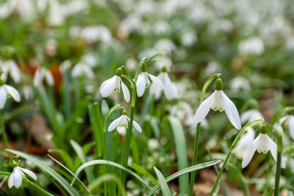 stock image Field of snowdrops, spring wallpaper, concept of awakening