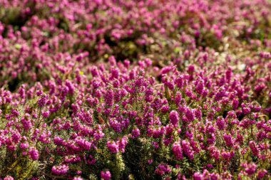Erica Carnea, ya da bahar fundalığı mor çiçekli bitki arka planı