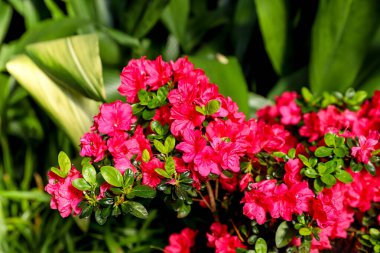 Cam bir evde canlı pembe rhododendron çiçekleri, çiçek arkaplan