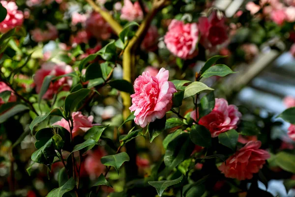 Güneşli bir günde, cam bir evde parlak pembe bir Rhododendron çiçeği, çiçekli bir duvar kağıdı.