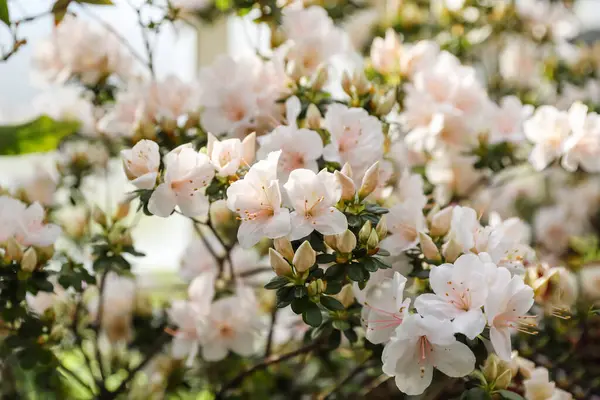 stock image Light pink rhododendron flowers in tender sunlight, floral background