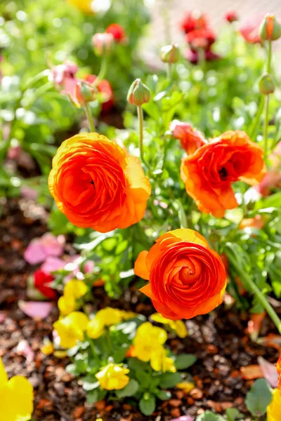 Orange Ranunkeln Blühen Einem Sonnigen Tag Einem Beet — Stockfoto