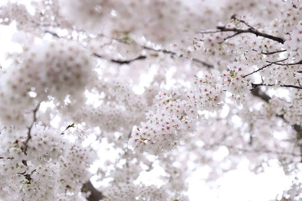 Kirschbaumzärtlichkeit Schneeweiß Konzept Der Meditation Der Schönheit — Stockfoto
