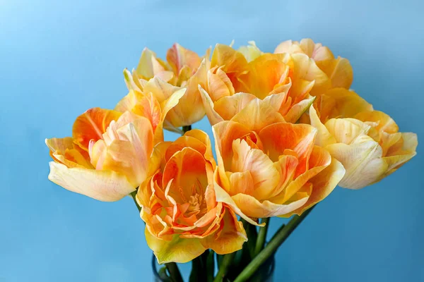 Orange gradient late peony tulips with sky blue background