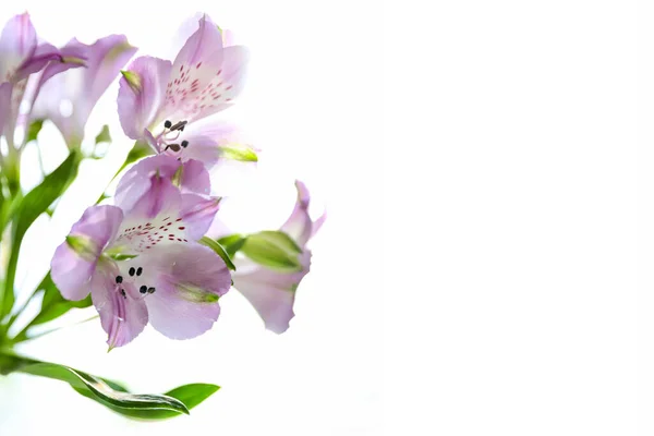 Açık mor Alstroemeria çiçekleri, çiçekli tebrik kartı.
