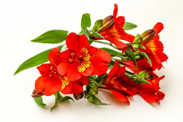 Stock image A bouquet of red with yellow Alstroemeria flowers, floral greeting card