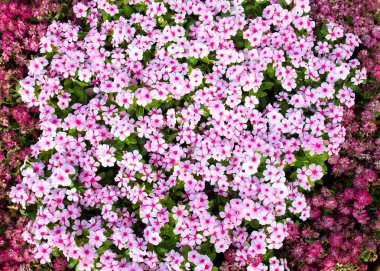 Bahçede güzel çiçekler var.