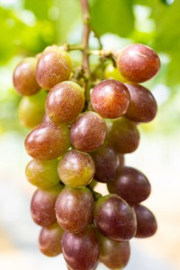 Üzüm bağında bir demet kırmızı ve yeşil üzüm