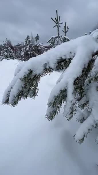 雪松树枝下的一层软软蓬松的雪片关闭 在阴冷的冬季 美丽的绿色云杉被刚刚落下来的雪覆盖着 Vertical Video Full 1080X1920 — 图库视频影像