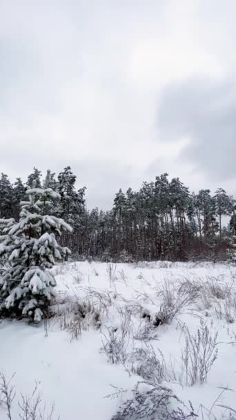 晴れた冬の日には雪の松林 太陽のハイライトグレア サンビーム 妖精の魔法の森 新年のクリスマスの背景 美しい自然の背景 垂直ビデオフルHd 1080X1920 — ストック動画